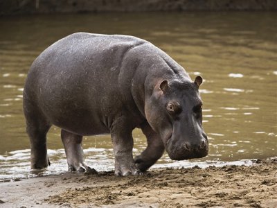 Hippopotamus in the Mud.jpg